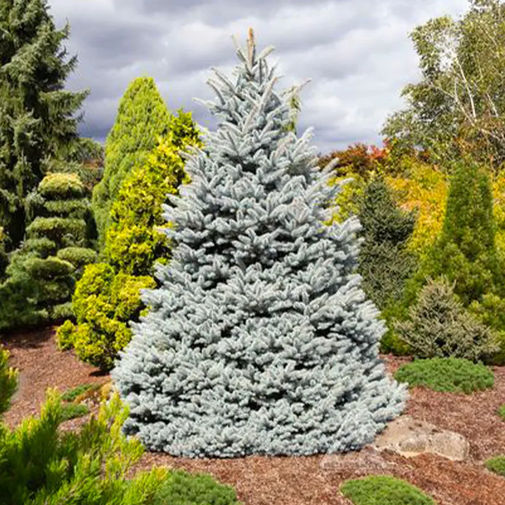 Monty® Blue Spruce Artificial Christmas Tree with Realistic Branch Design