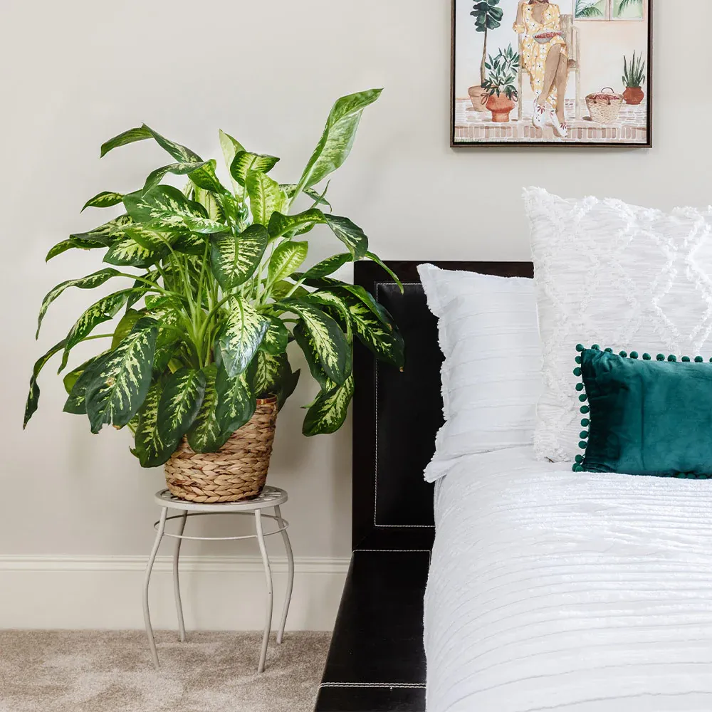Dieffenbachia Tropic Snow Plant - Variegated Indoor Foliage 1