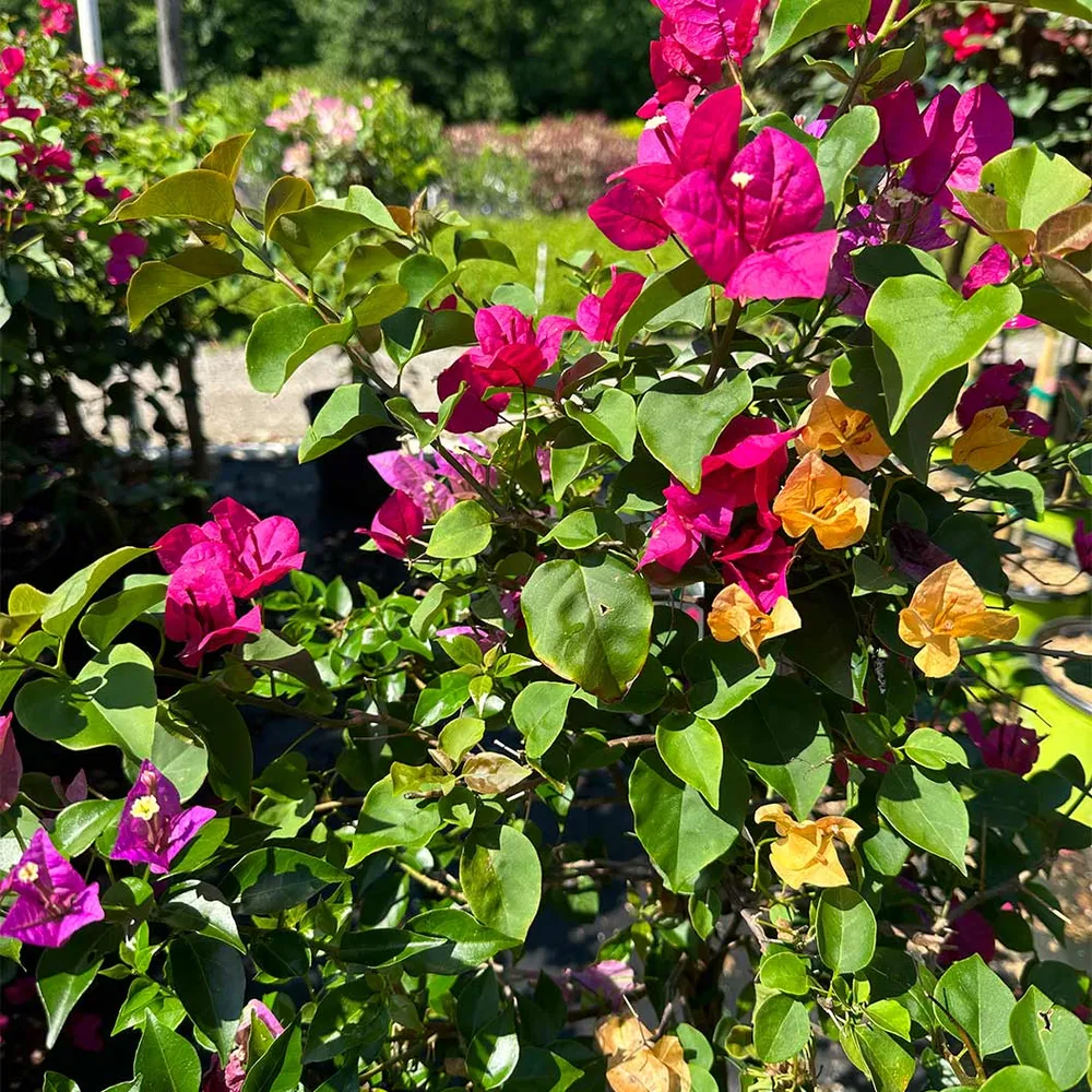 Multi-Color Bougainvillea Tree Artificial Potted Plant 1