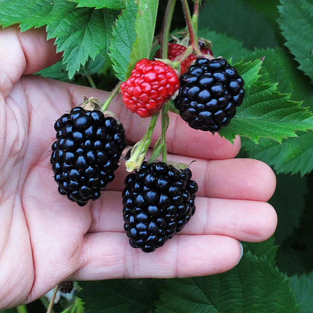 Triple Crown Thornless Blackberry Bush - Semi-Erect Fruit-Bearing Shrub