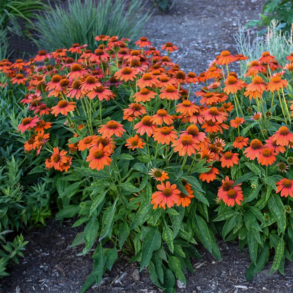 Better Versions® Sombrero® Adobe Orange Echinacea Plant 3