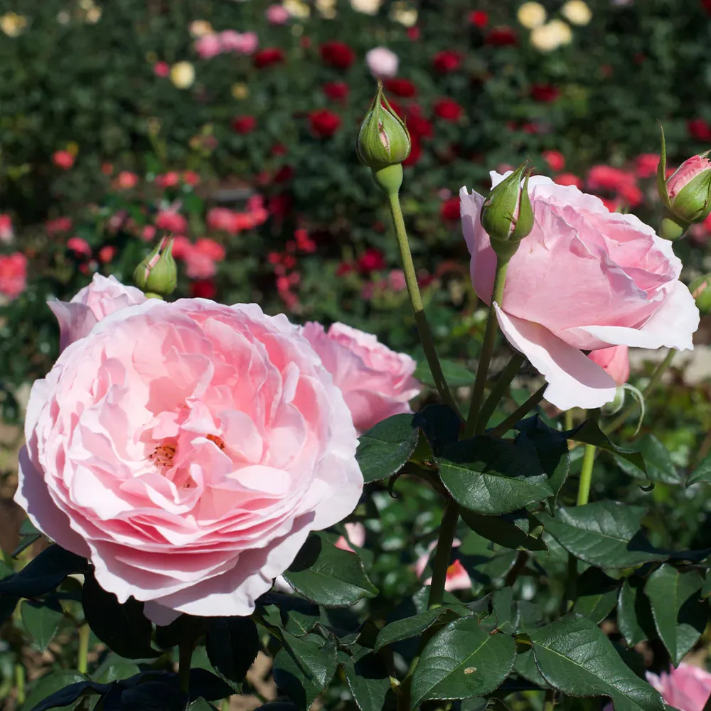 Scentuous® Rose Shrub - Hardy Flowering Garden Bush 5