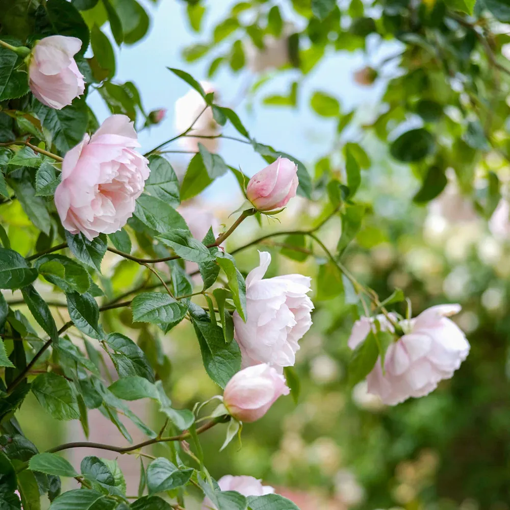 David Austin® The Generous Gardener® English Climbing Rose 2