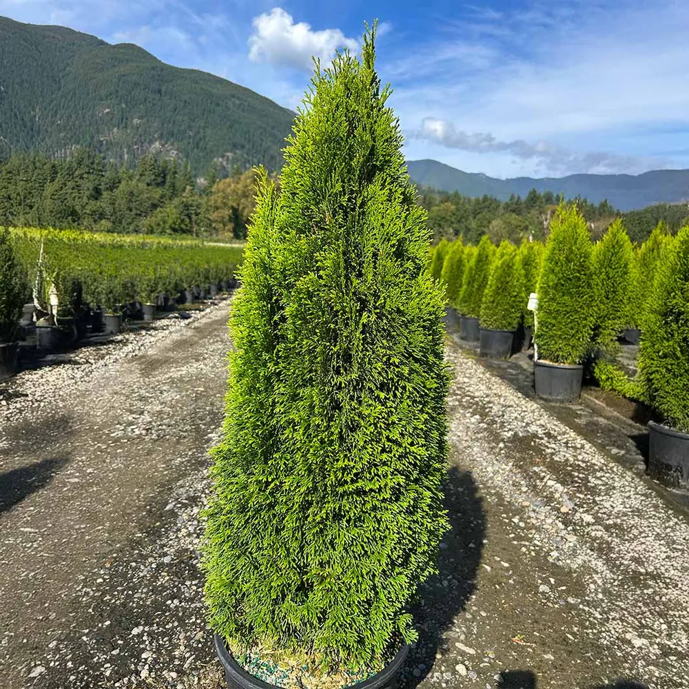 Emerald Petite™ Arborvitae Tree - Compact Evergreen Privacy Hedge 1