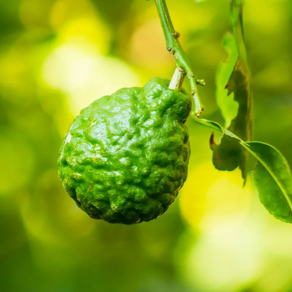 Kieffer Lime Tree (Citrus Hystrix) - Aromatic Culinary Citrus Plant