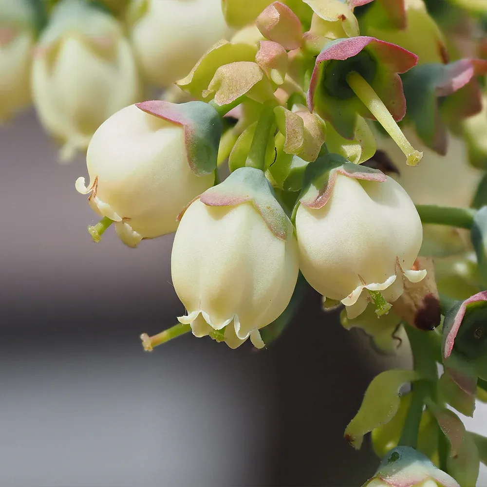 Sweetheart Blueberry Bush - Self-Pollinating Fruit Bearing Shrub 3