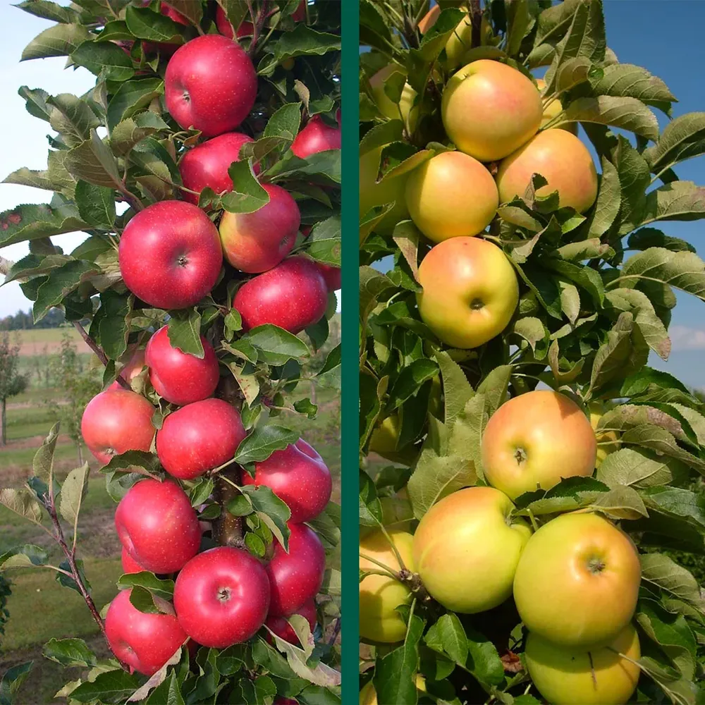 2-in-1 Columnar Apple Tree - Compact Vertical Fruit Tree for Small Spaces