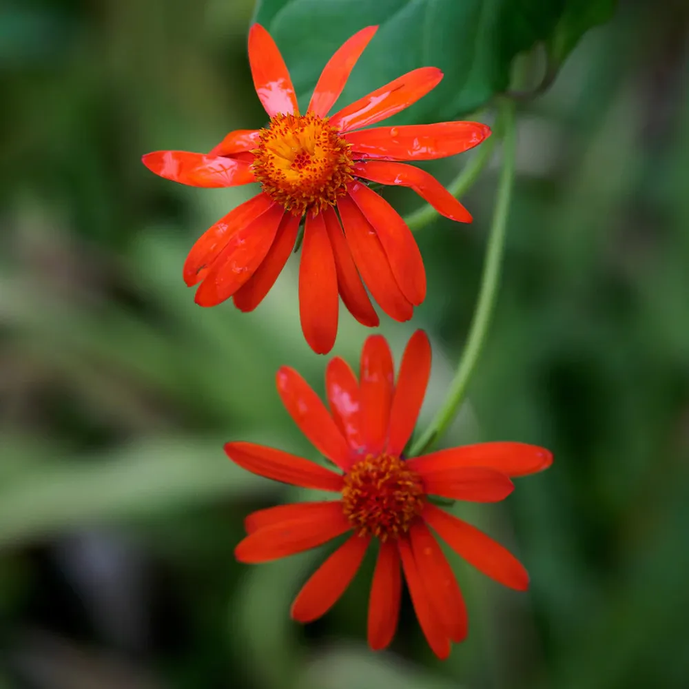 Mexican Flame Vine (Senecio confusus) - Fast-Growing Evergreen Climbing Plant 1
