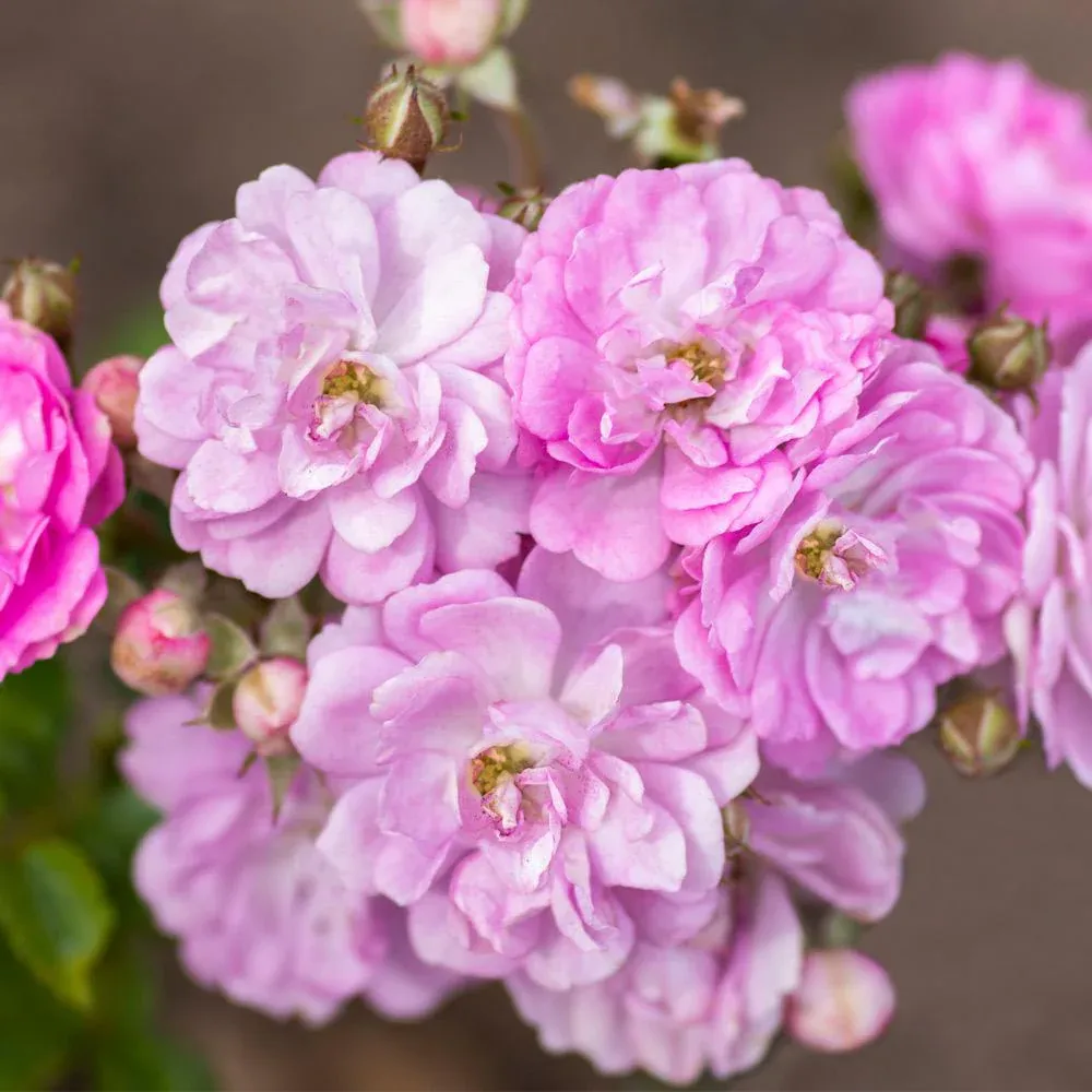 Pretty Polly Lavender Rose - Disease-Resistant Floribunda Rose Bush