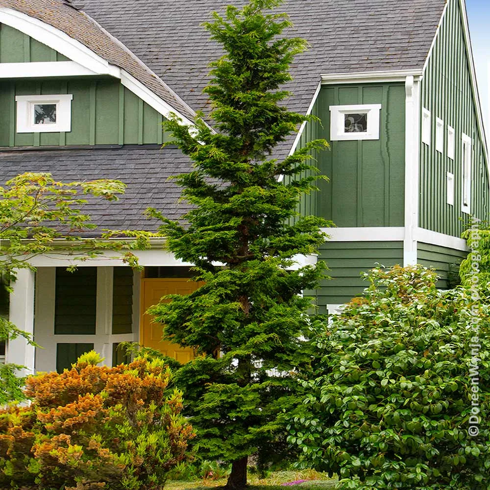 Slender Hinoki Cypress Tree (Chamaecyparis obtusa 'Gracilis')