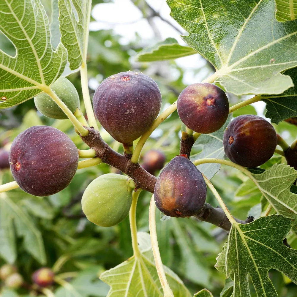 Celeste Fig Tree - Hardy Self-Pollinating Fruit-Bearing Deciduous Tree 2