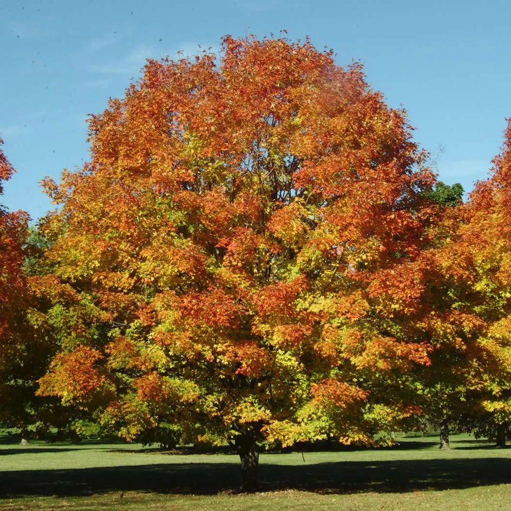 Green Mountain® Sugar Maple Tree (Acer saccharum)