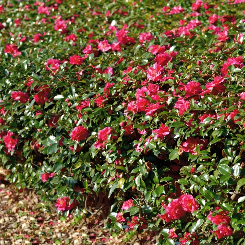 Kramers Camellia Shrub - Evergreen Ornamental Flowering Plant 2