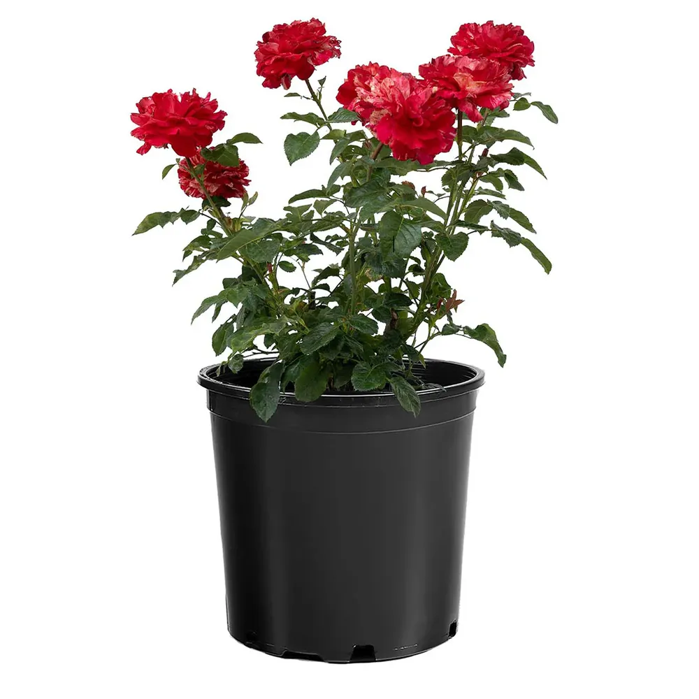 Bloomables® Winning Streak™ Rose - Continuous Blooming Shrub Rose 3