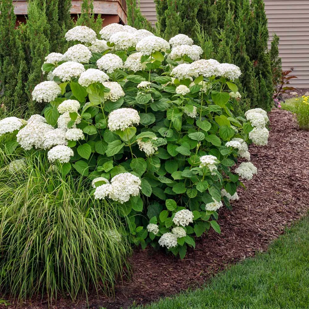 Annabelle Hydrangea Shrub (Hydrangea arborescens)