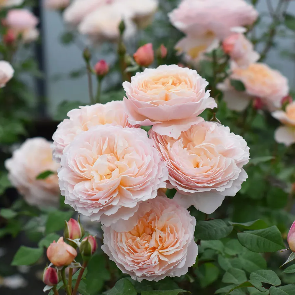 Moonlight in Paris® Rose Shrub - Fragrant Floribunda Garden Plant