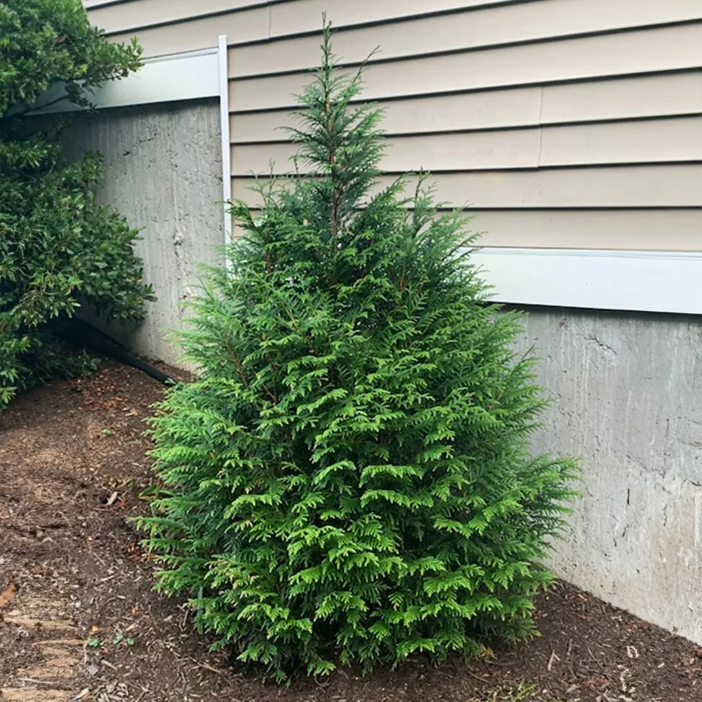 Leprechaun™ Arborvitae Tree - Compact Evergreen Privacy Hedge