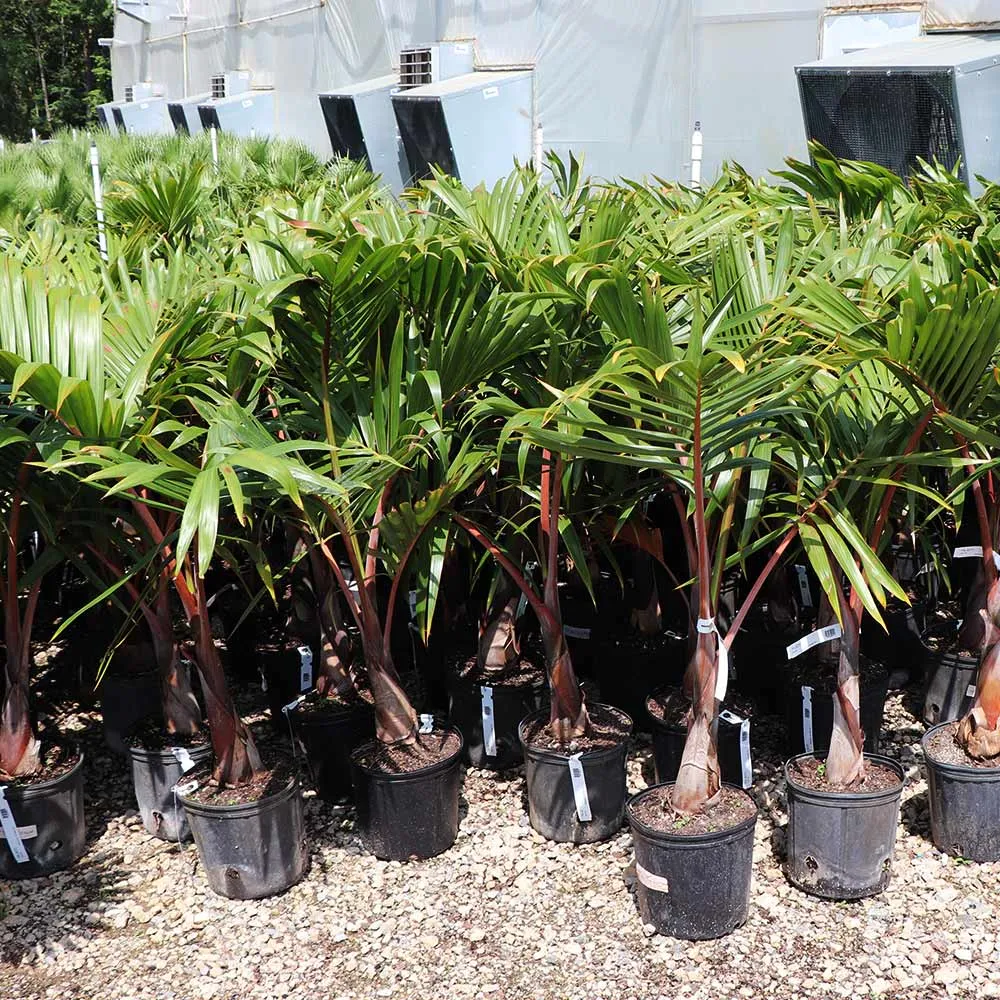 Artificial Bottle Palm Tree - Realistic Tropical Decorative Plant 2