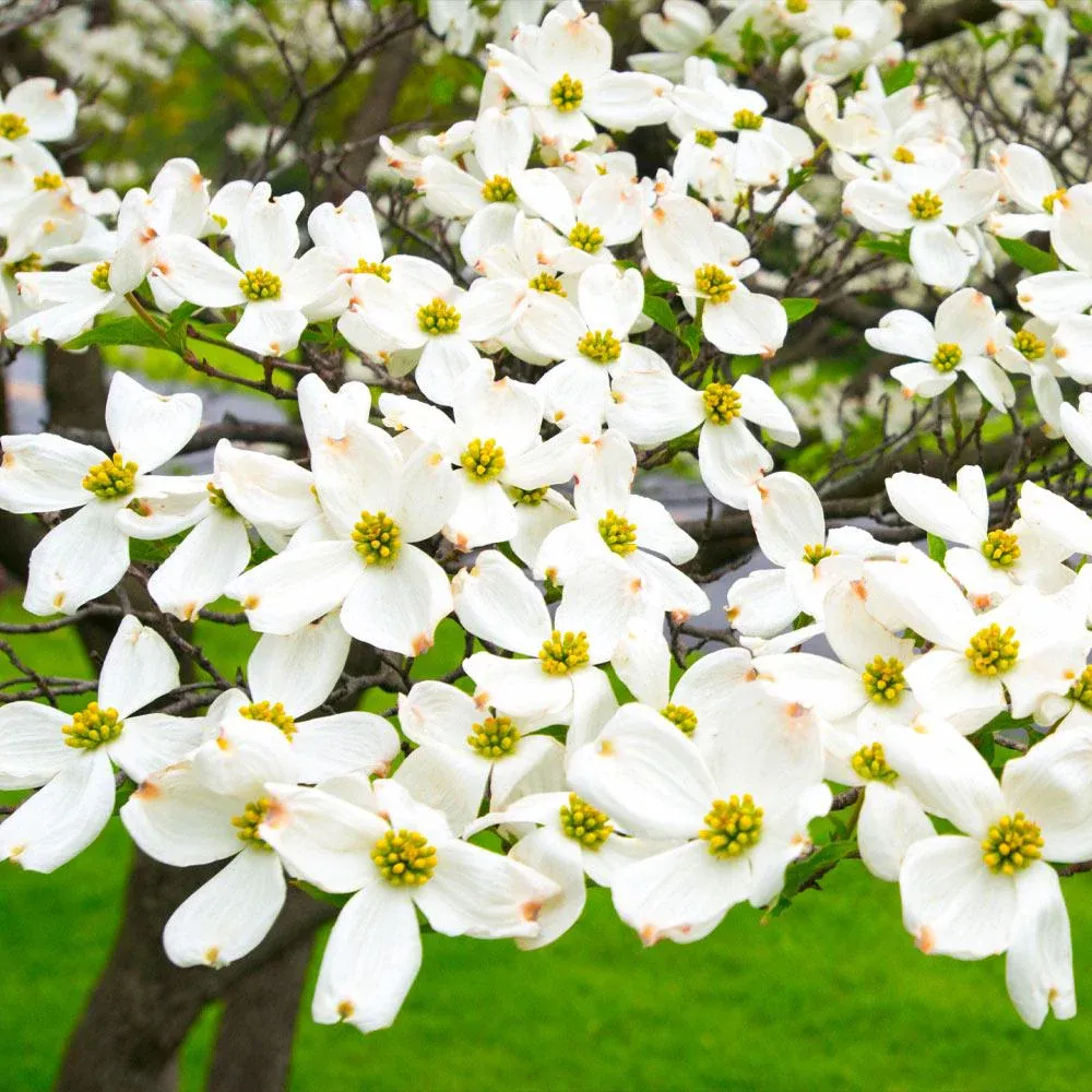 Artificial White Dogwood Tree Decorative Floral Plant 2