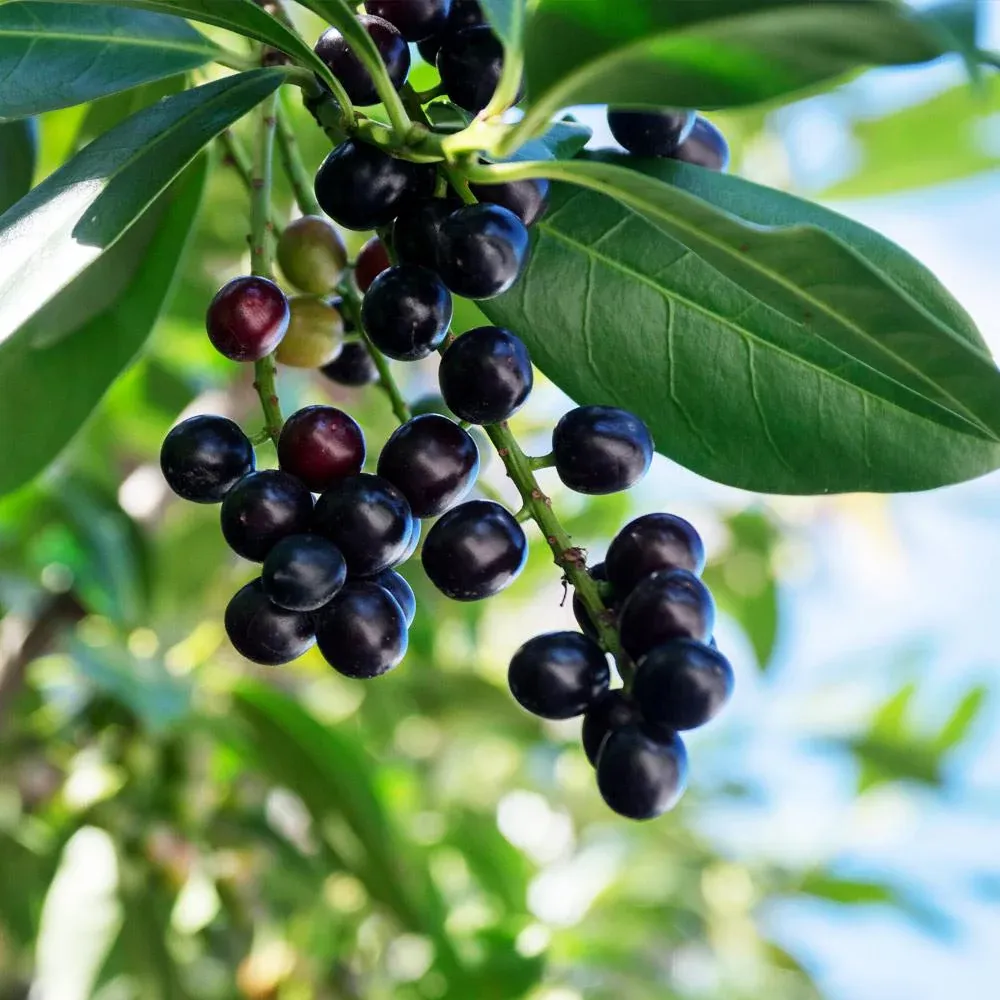 Skip Laurel Shrub (Prunus laurocerasus) - Dense Evergreen Privacy Hedge 2