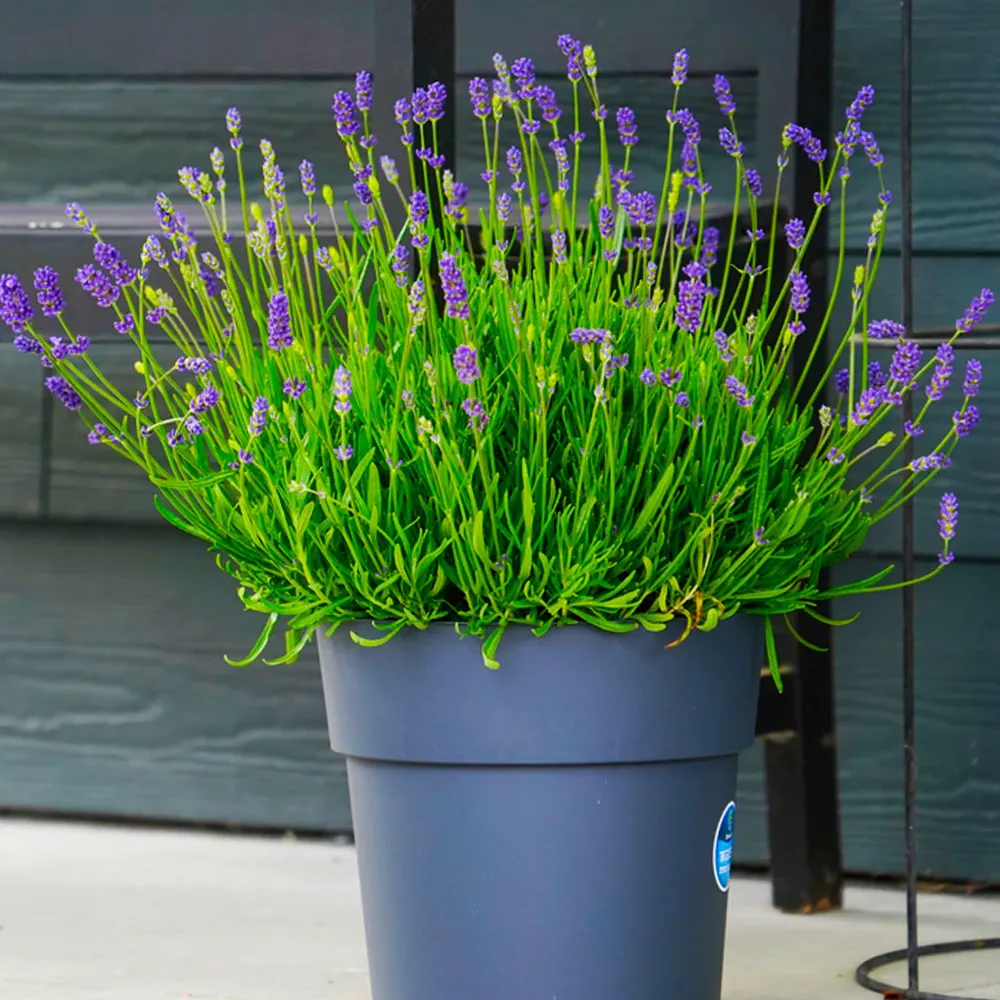 Essence Purple Lavender Plant - Aromatic Perennial Herb 3