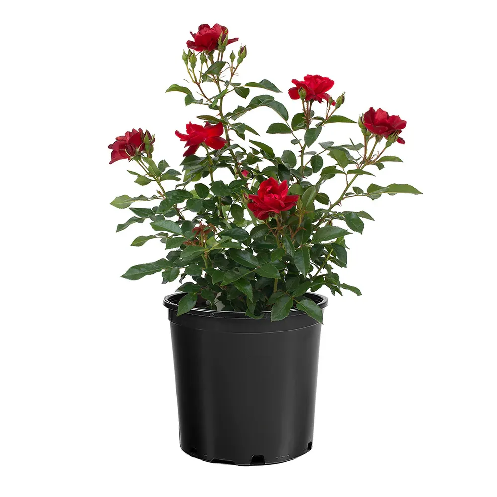 Bloomables® Brick House® Red Rose Shrub 3
