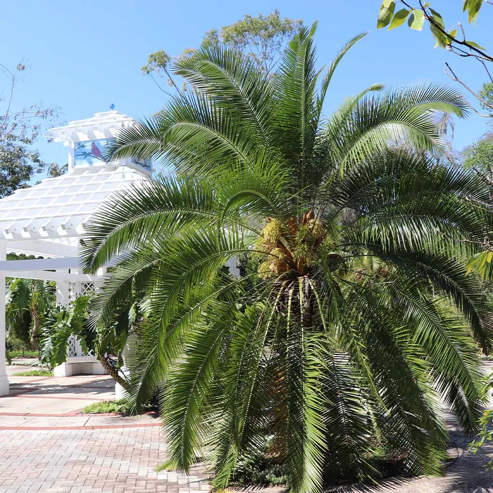 Pygmy Date Palm (Phoenix roebelenii) Indoor Ornamental Tropical Plant