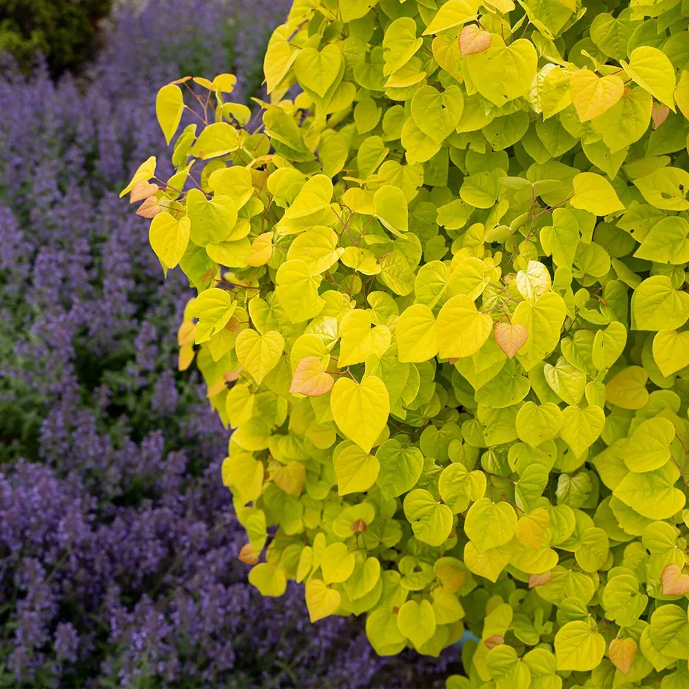 Citrine Redbud Tree (Cercis canadensis 'Citrine') - Ornamental Deciduous Tree 5