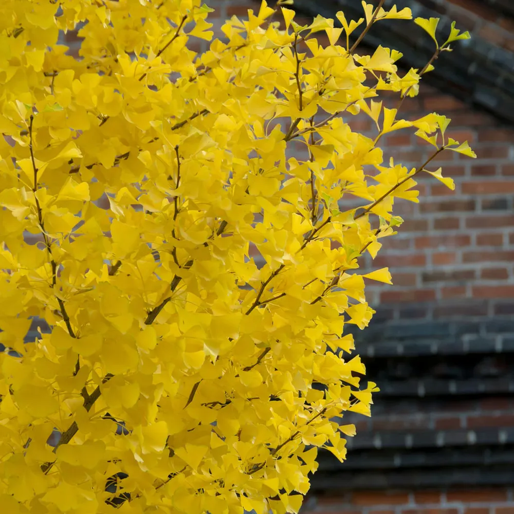 Artificial Ginkgo Tree Decorative Faux Plant for Indoor Spaces 2