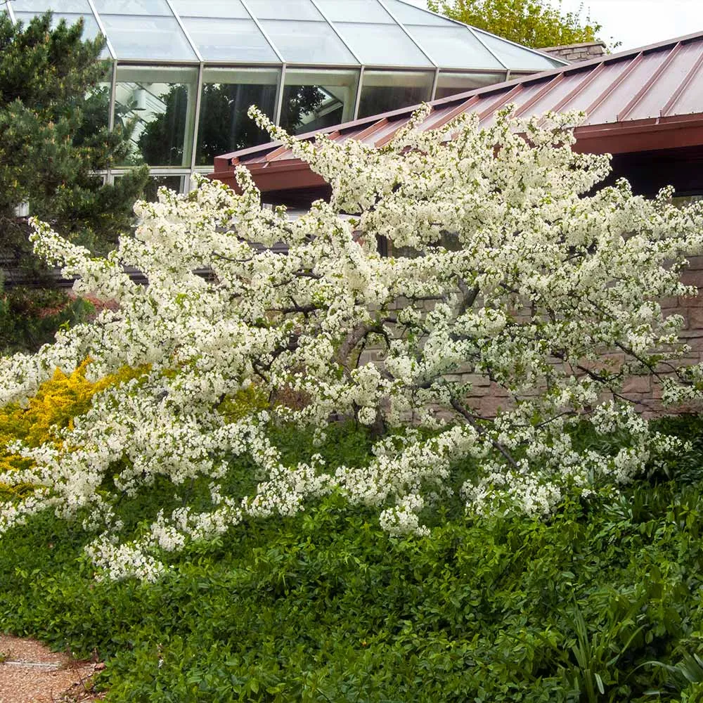 Sargent Crabapple Tree (Malus sargentii) - Ornamental Deciduous Flowering Tree