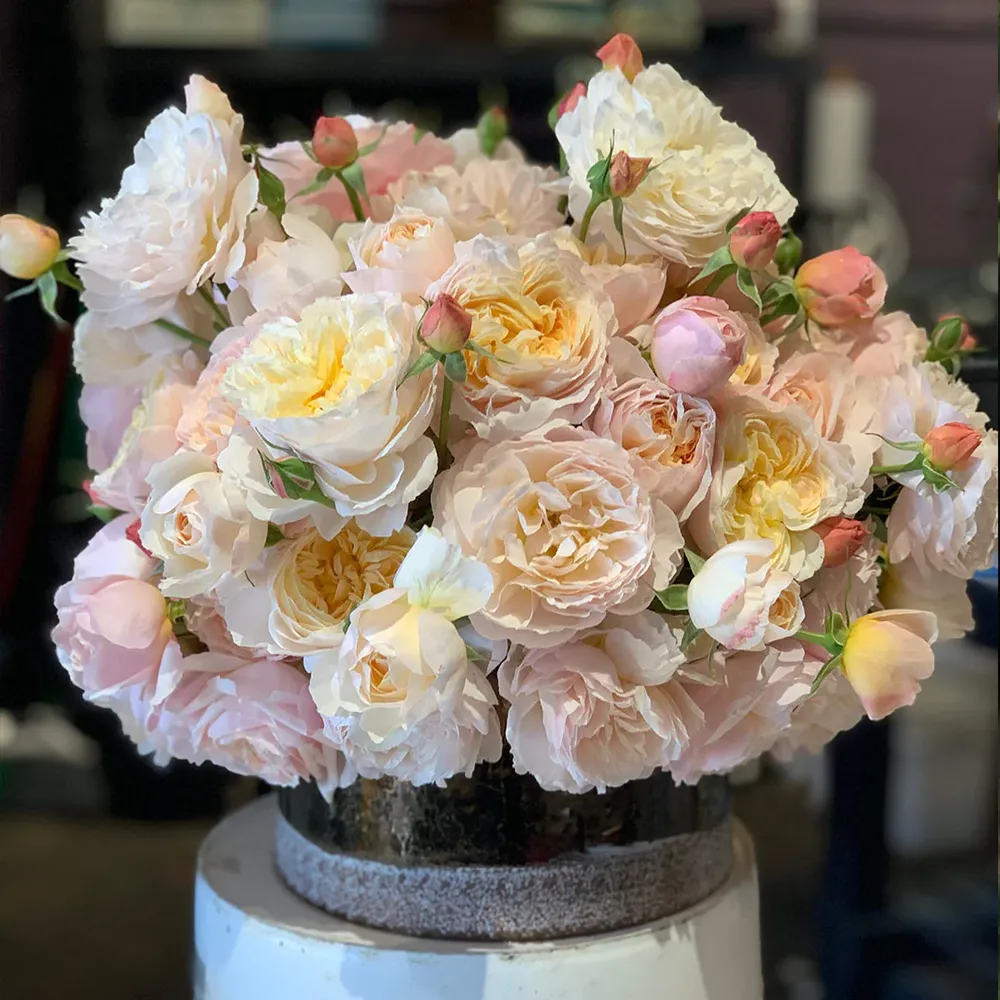 Moonlight in Paris® Rose Shrub - Fragrant Floribunda Garden Plant 3