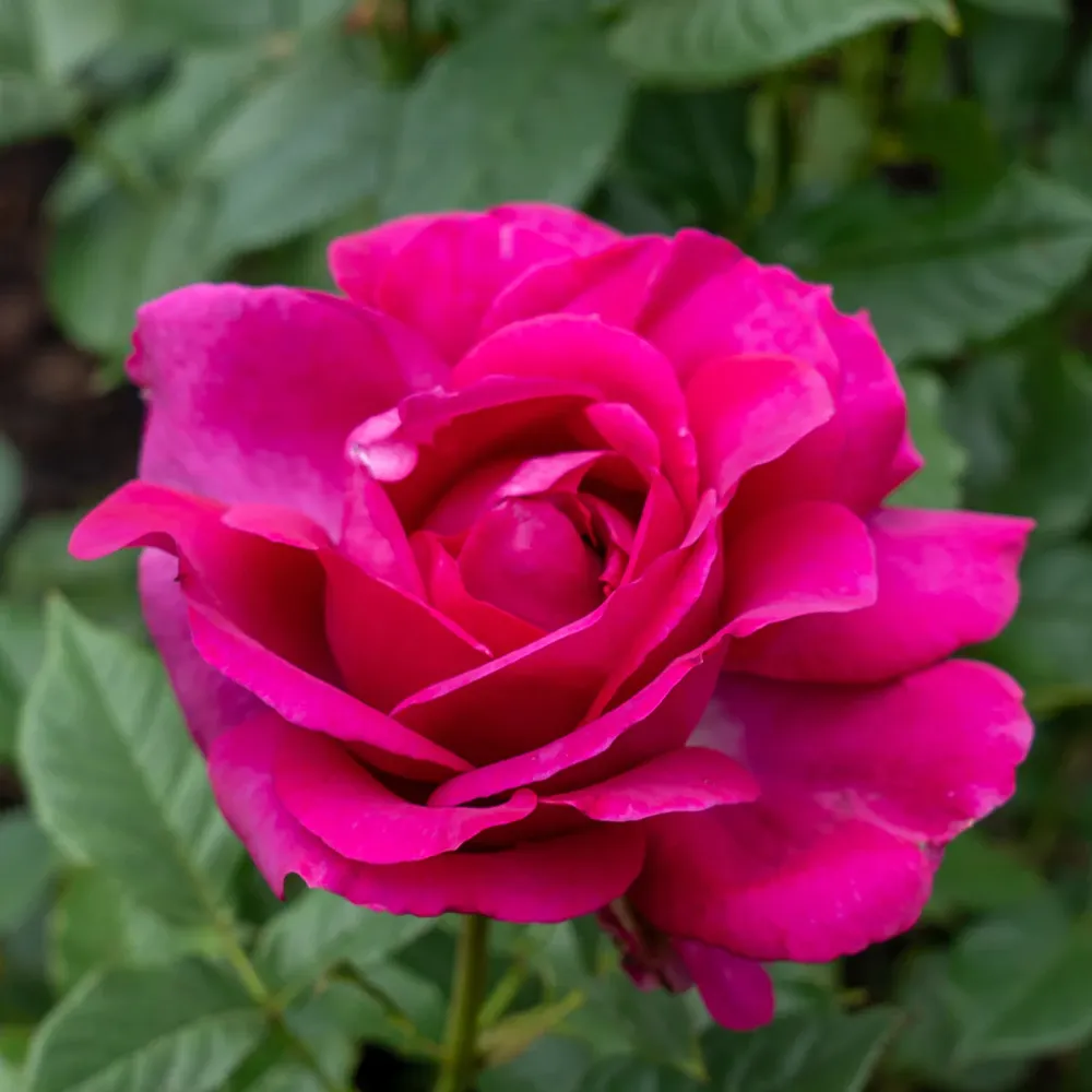 Perfume Factory Hybrid Tea Rose Bush 1