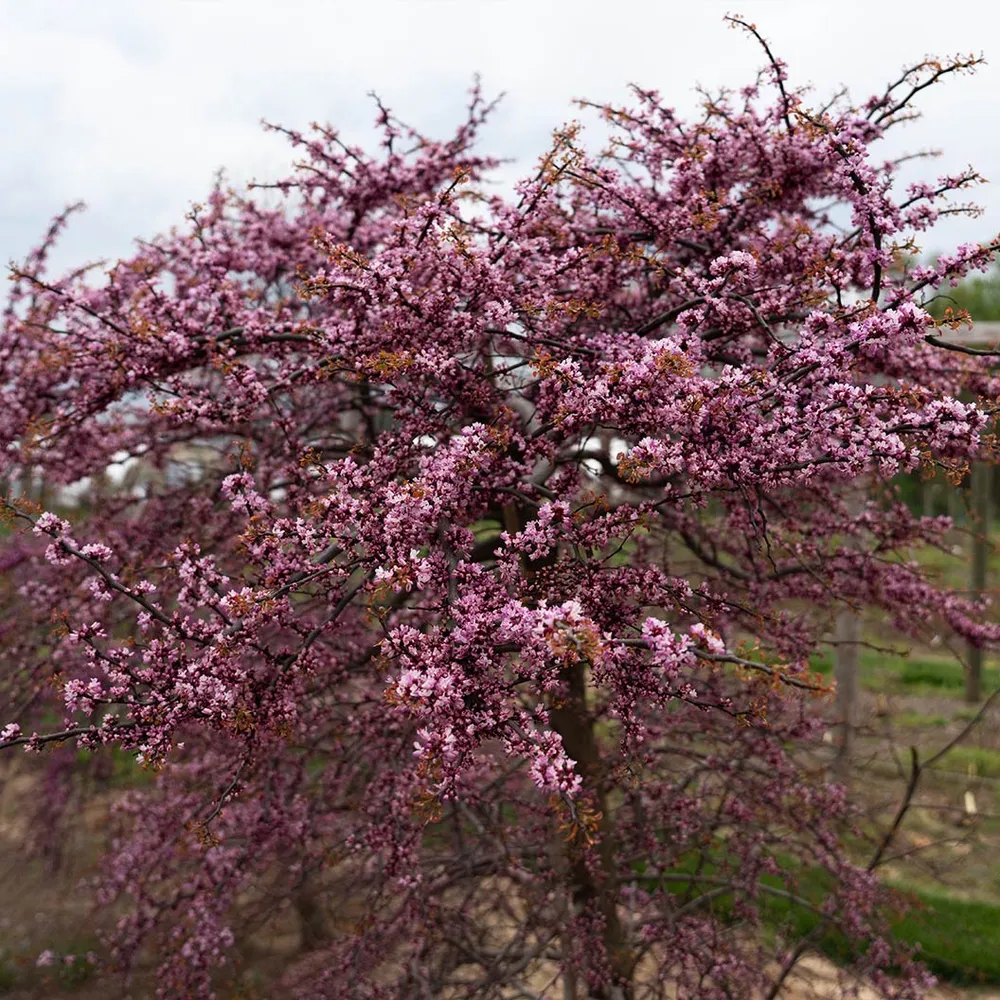 Emerald Falls Redbud Tree - Weeping Cercis canadensis Ornamental Tree 4