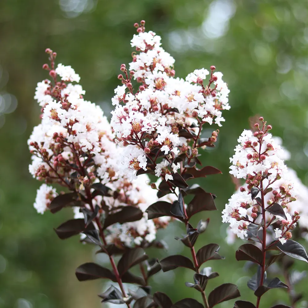 White Flash™ Crape Myrtle Tree - Compact Deciduous Flowering Shrub
