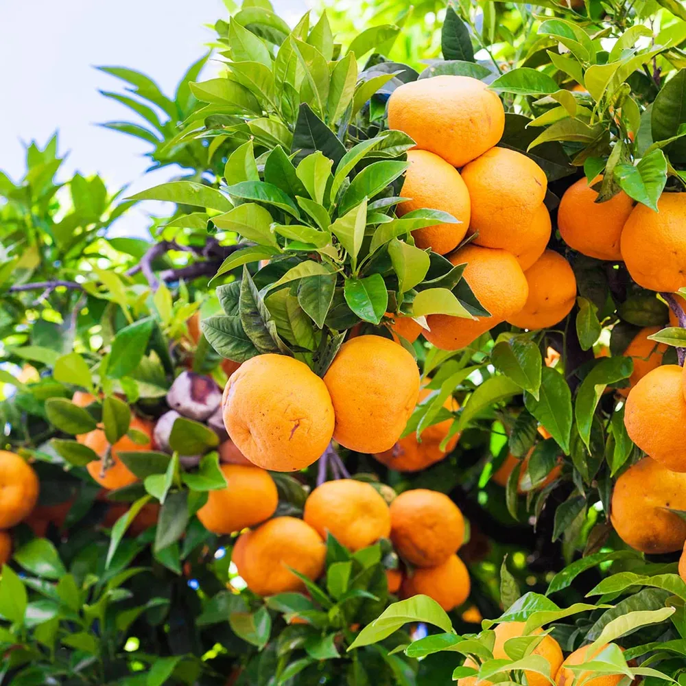 Ponkan Mandarin Tree (Citrus Reticulata) Live Fruit Plant