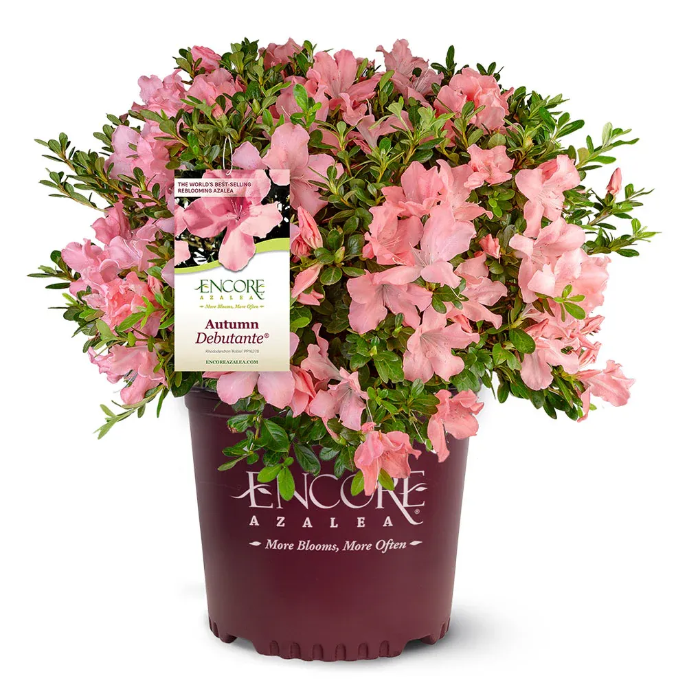 Autumn Debutante® Encore® Azalea Reblooming Evergreen Shrub 3