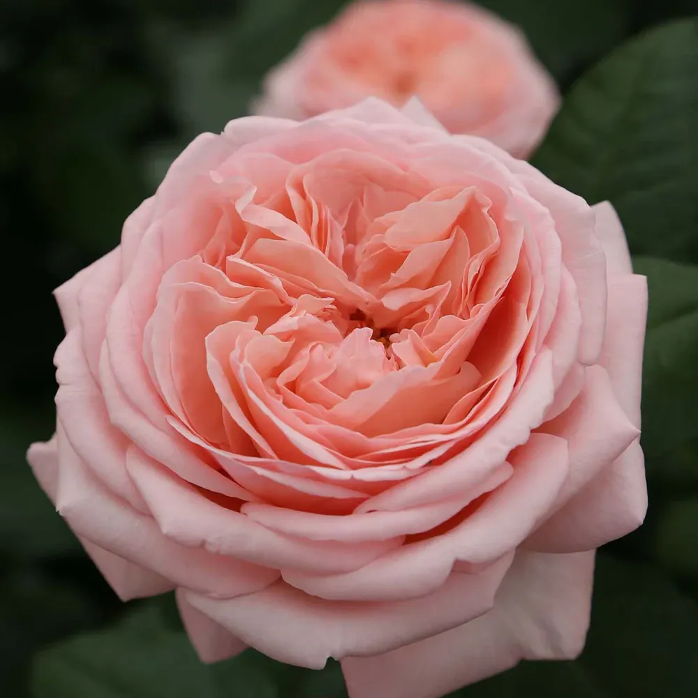 Martha Stewart™ Hybrid Tea Rose - Fragrant Garden Flowering Shrub