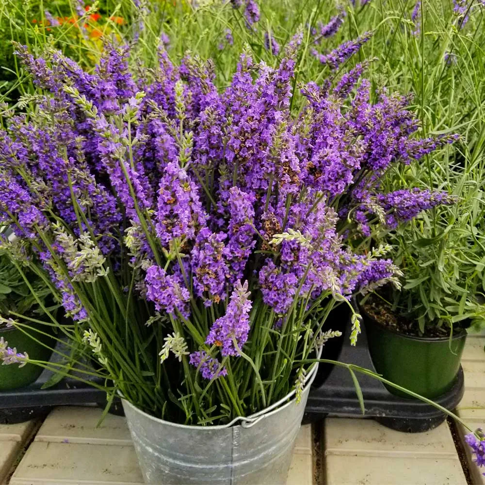 Aromatic Lavender Plant for Indoor and Outdoor Gardening