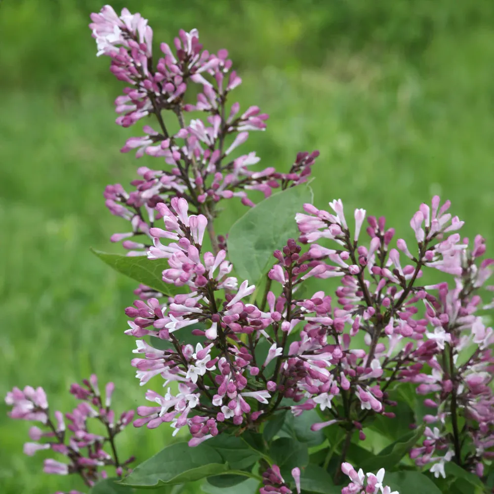 Baby Kim® Lilac Shrub - Compact Reblooming Flowering Bush 4