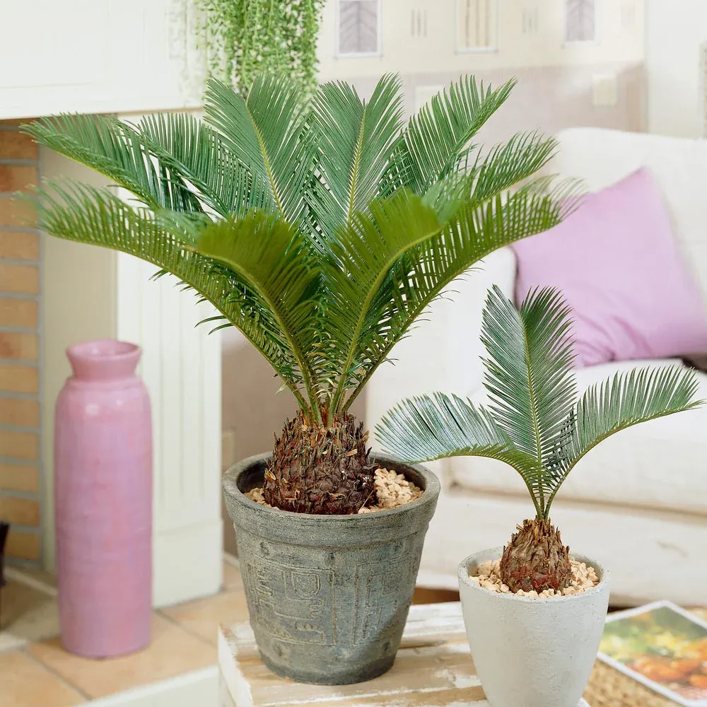 Artificial Sago Palm Tree - Realistic Faux Cycad Plant for Indoor Decoration 3