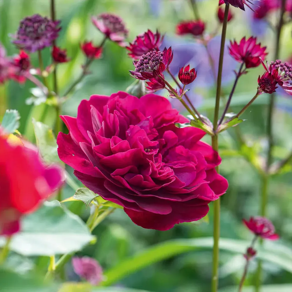 David Austin® Darcey Bussell® English Shrub Rose - Deep Crimson Repeat Flowering Shrub 2