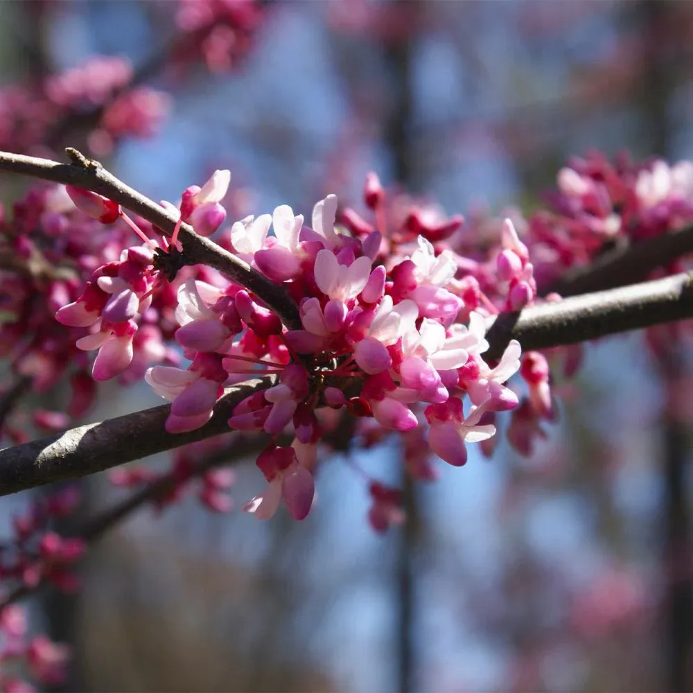 Carolina Sweetheart Redbud Tree - Cercis canadensis Ornamental Flowering Tree 2