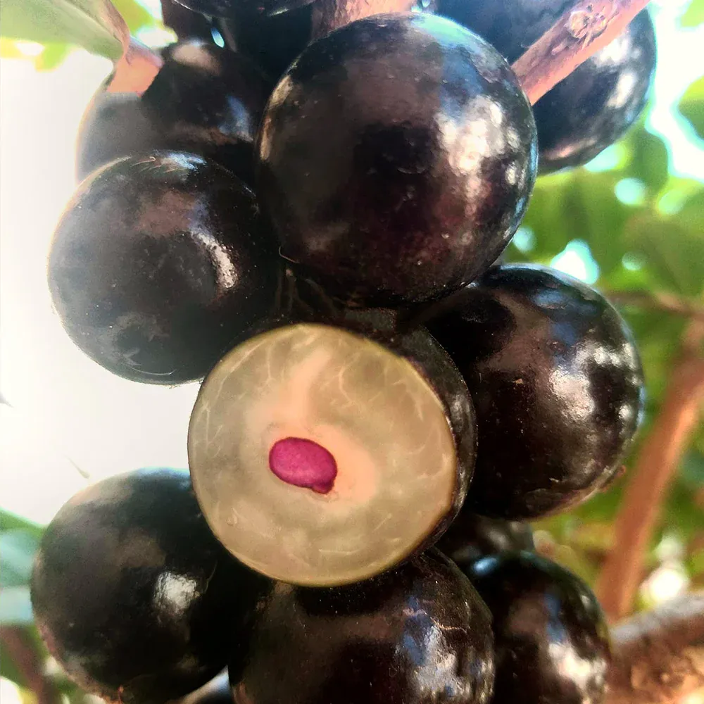 Jaboticaba Tree (Myrciaria cauliflora) Live Tropical Fruit Plant 4