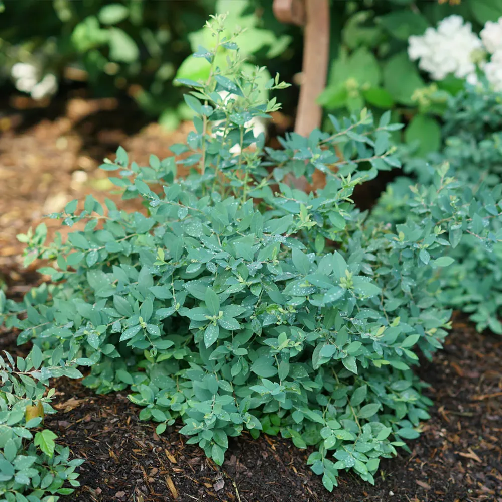 Proven Winners® Splendid!® Blue Highbush Blueberry Shrub - Vaccinium corymbosum 2