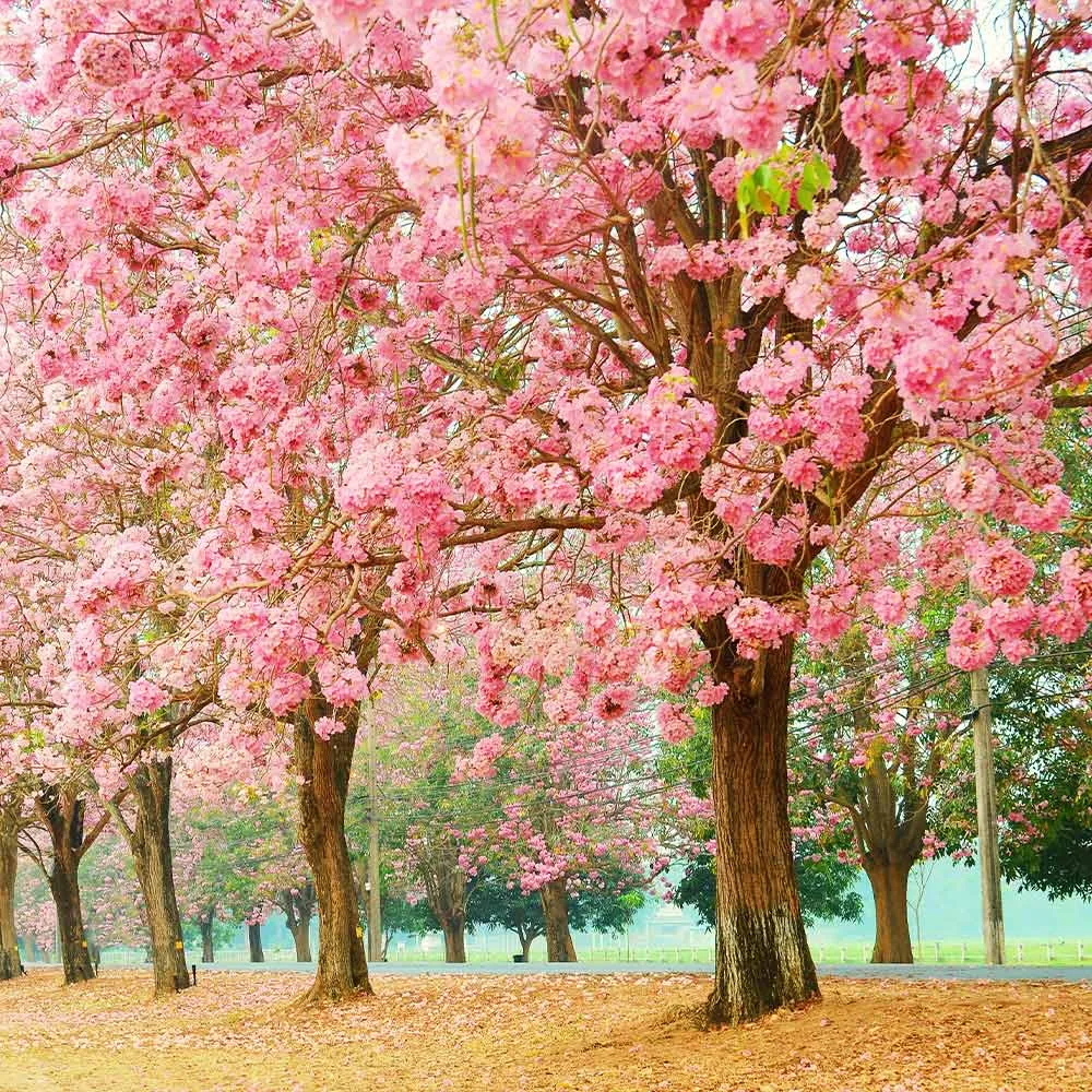 Pink Trumpet Tree (Handroanthus heptaphyllus) Ornamental Flowering Tree Seeds