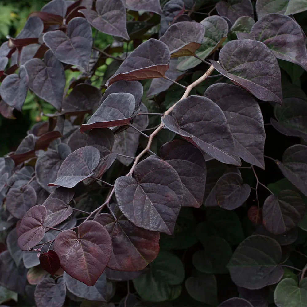 Amethyst Falls Redbud Tree - Ornamental Cascading Flowering Tree 5