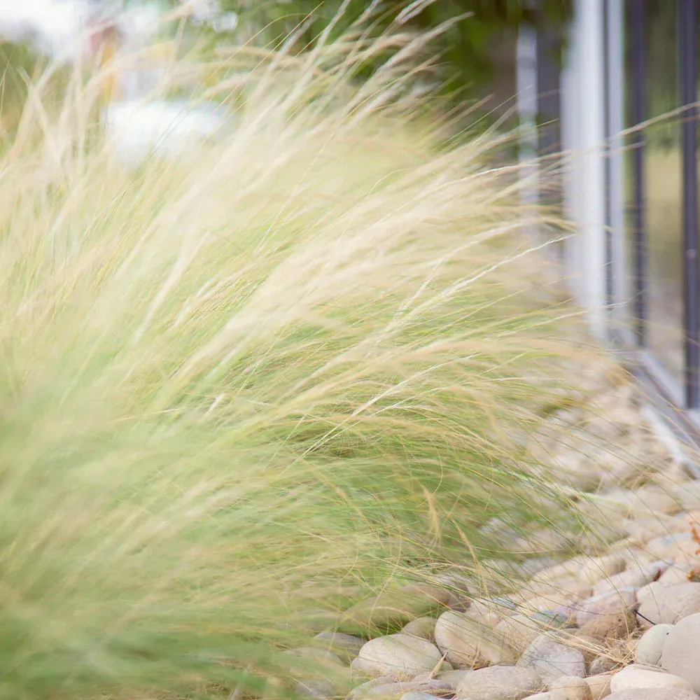 Mexican Feather Grass (Nassella tenuissima) Ornamental Perennial Plant 3