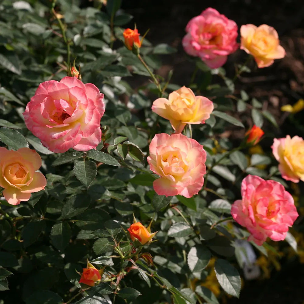 Proven Winners® Oso Easy Italian Ice® Rose Shrub - Disease Resistant Landscape Rose 5