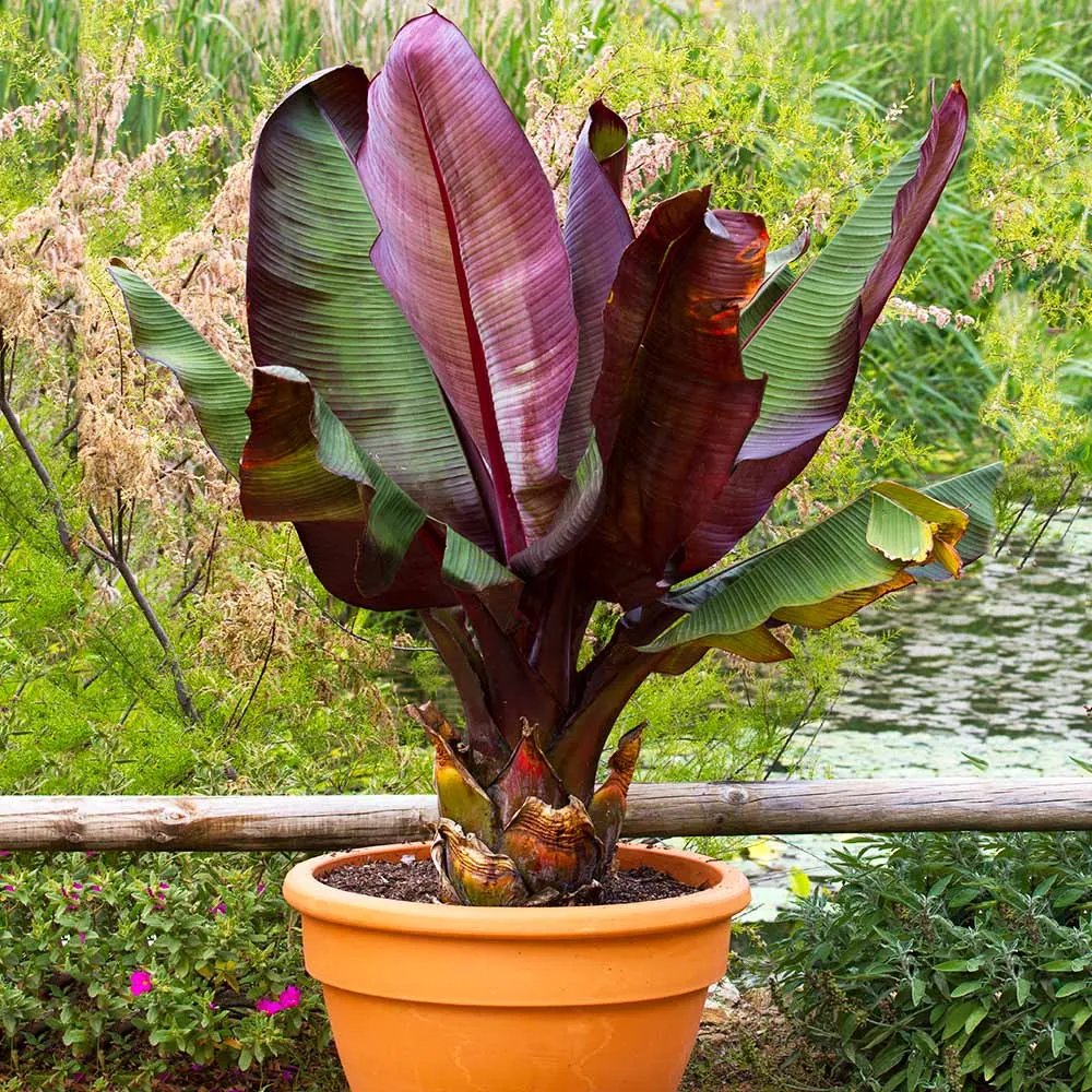 Red Abyssinian Banana Tree (Ensete ventricosum 'Maurelii) - Tropical Ornamental Plant 1