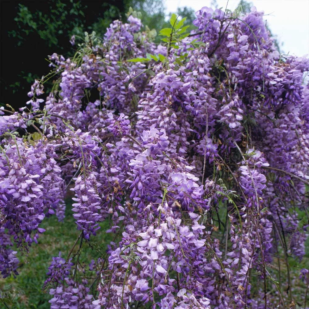Blue Moon Wisteria Vine (Wisteria macrostachya) - Hardy Perennial Climbing Plant 1